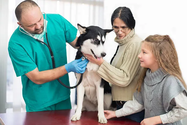 Atendimento domiciliar veterinário