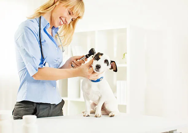 Atendimento domiciliar veterinário no Catete
