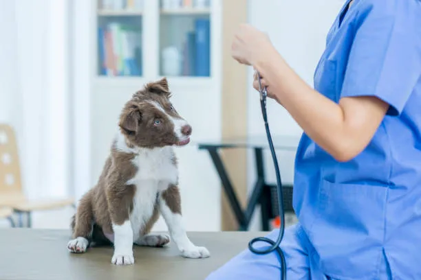 Atendimento veterinário domiciliar