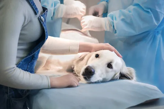 Castração de cachorro no Catete