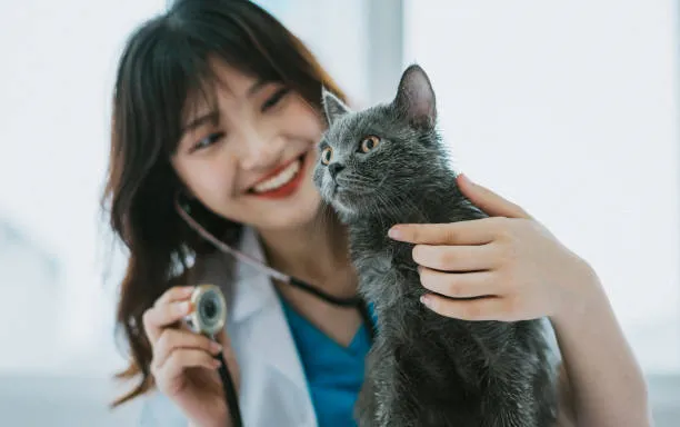 Castração de gato fêmea no Catete