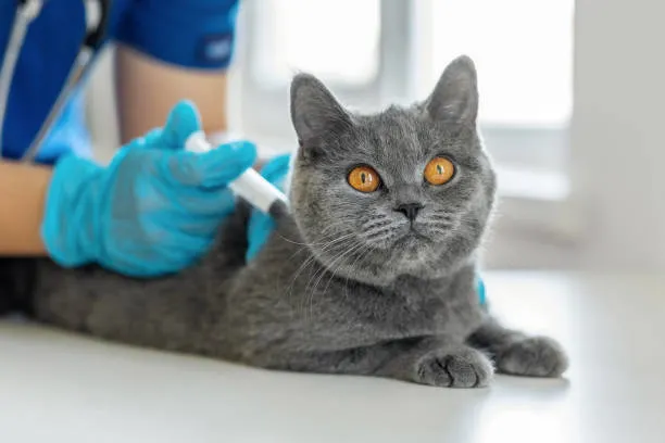 Castração em gato macho