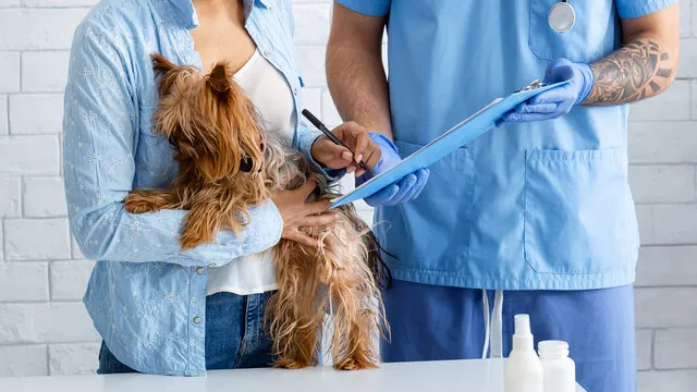 Cirurgia em animais de companhia
