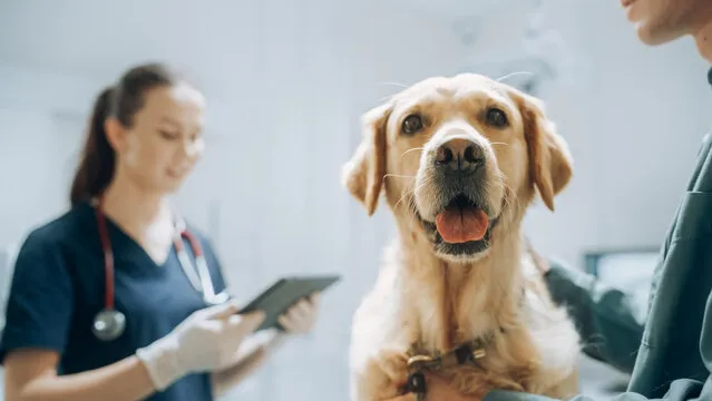 Cirurgia em animais no Catete