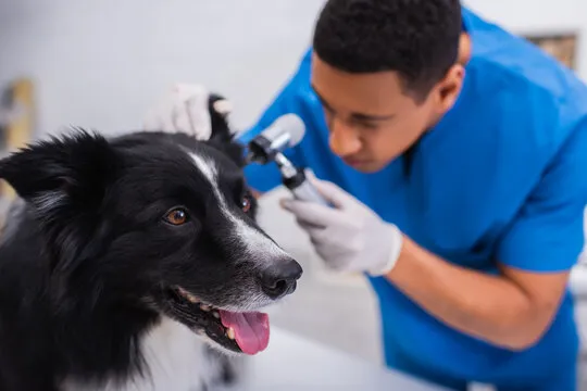 Cirurgia em animais no Rio de Janeiro