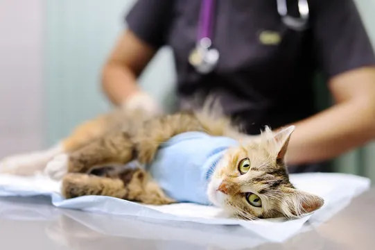 Cirurgia em animais de pequeno porte