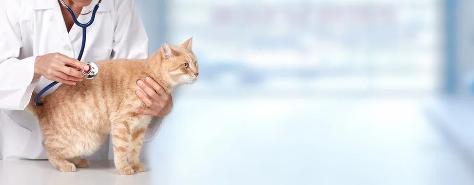 Cirurgia em pequenos animais
