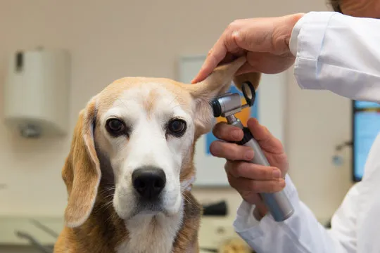 Clínica veterinária perto de mim no Catete