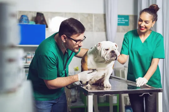 Consulta veterinária próximo de mim