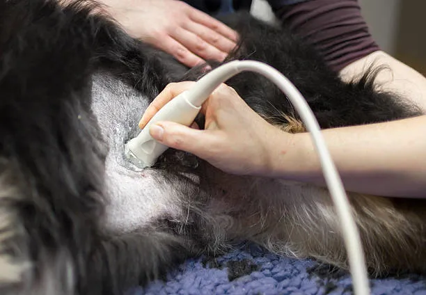 Ecocardiograma cachorro no Catete