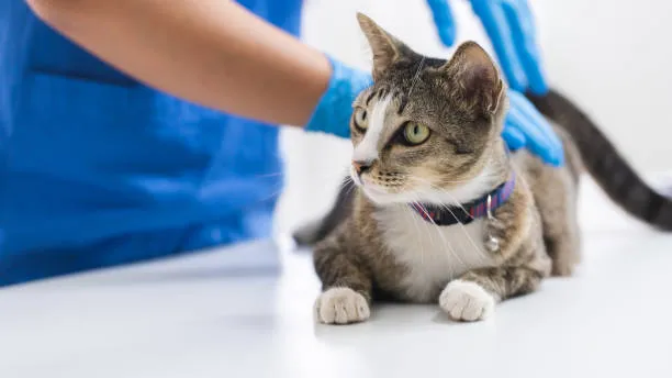 Exame de sangue veterinário
