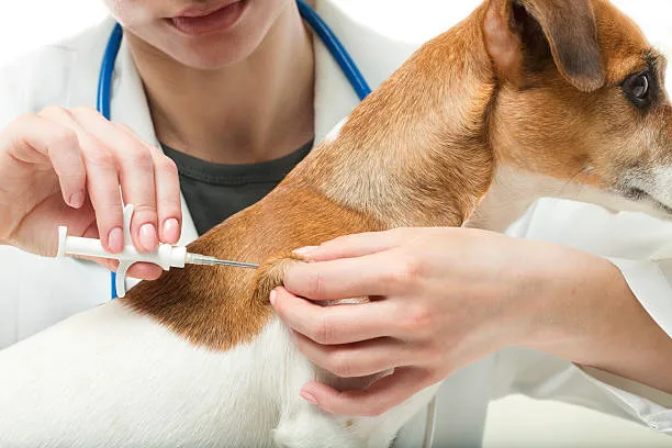 Microchipagem em animais no Catete