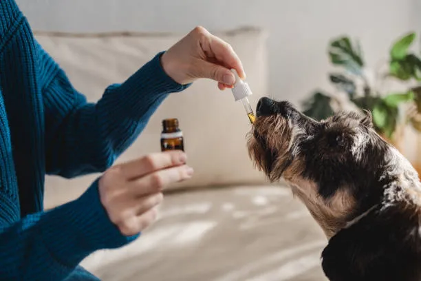 Remédio para alergia na pele cachorro