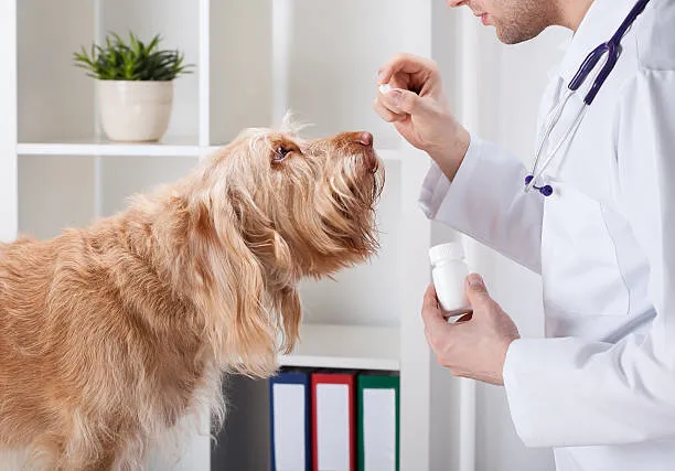 Remédio para dermatite canina