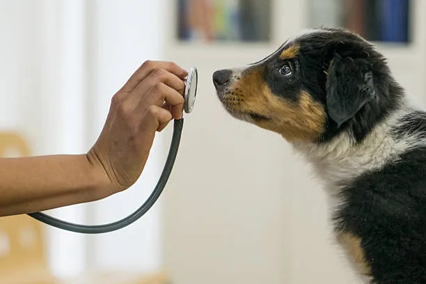 Remédio gastrointestinal para cachorro