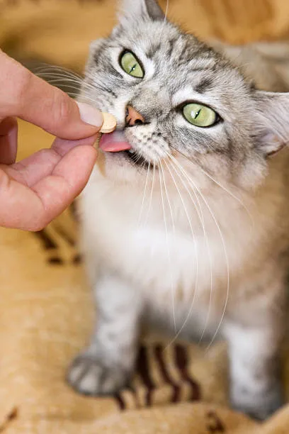 Remédio de gato para verme