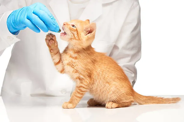 Remédio para gripe de gato