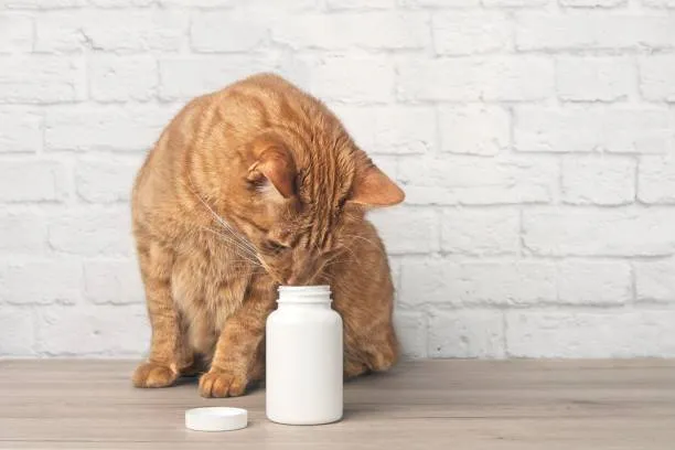 Remédio para infecção urinária em gatos