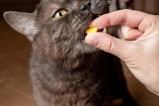 Remédio para infecção urinária em gatos no Catete