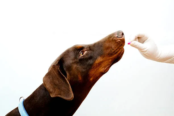 Remédio otite canina no Catete