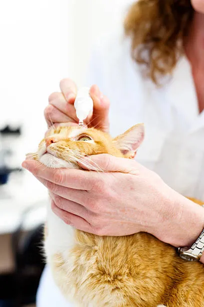 Remédio de pulga para gatos
