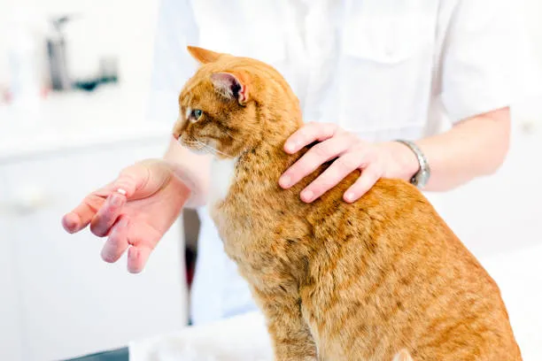 Remédio de pulga para gatos no Catete