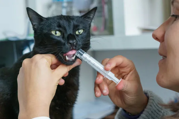 Remédio para queda de pelos em gatos