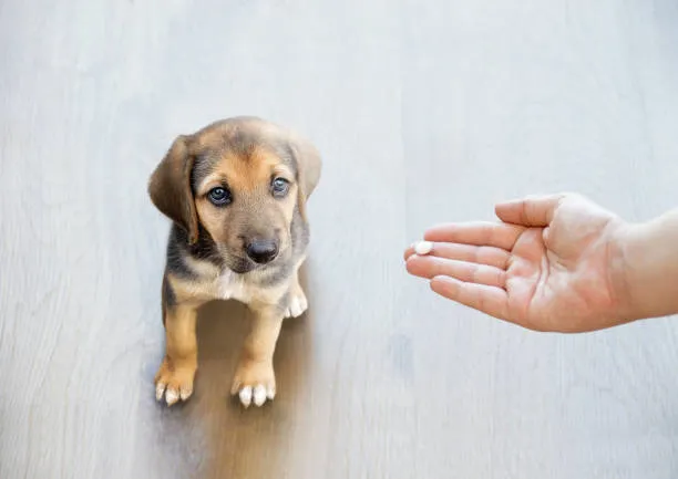 Remédio para sarna de cachorro no Rio de Janeiro