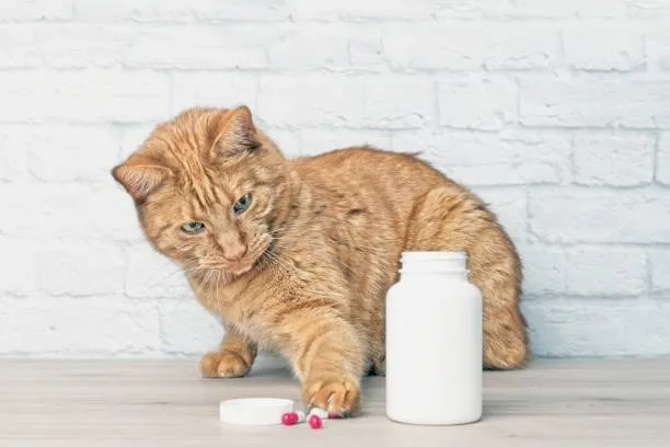 Remédio para sarna de gato