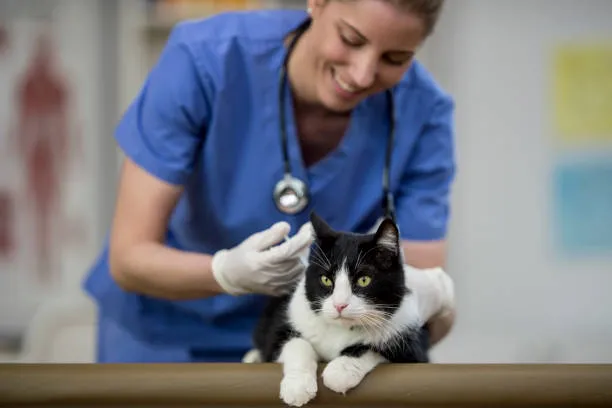 Remédio para sarna de gato no Catete