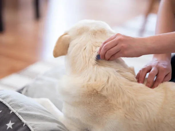 Remédio de verme para cachorro no Catete