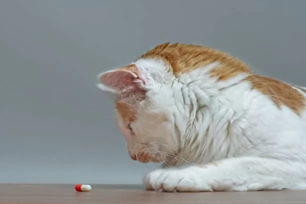 Remédio de verme para gato