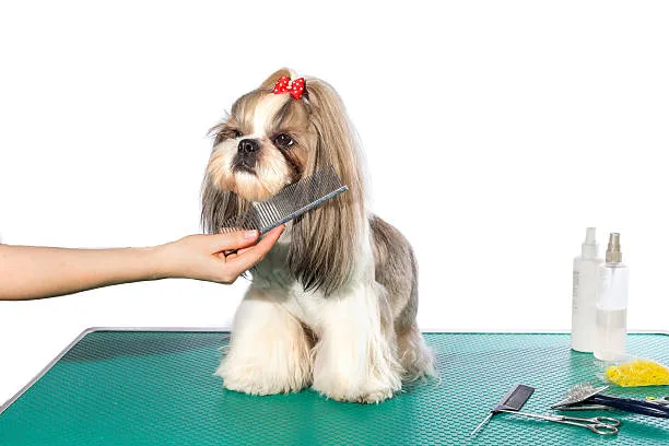 Tosa shih tzu no Catete