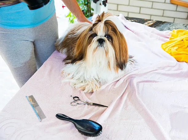 Tosa shih tzu no Rio de Janeiro
