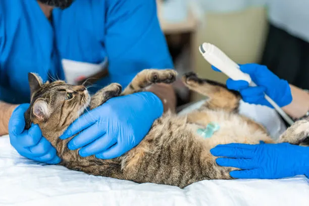 Ultrassom veterinário perto de mim