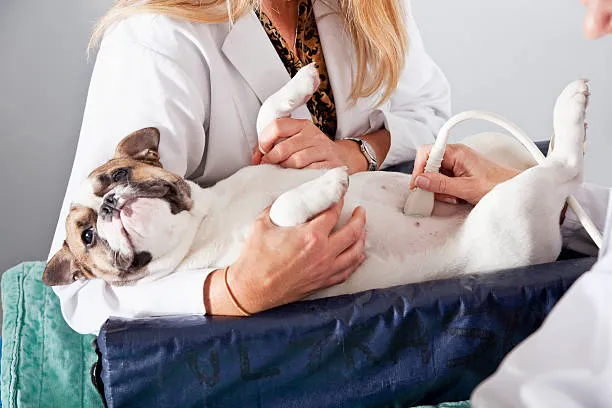 Ultrassonografia veterinária no Catete