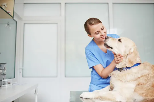 Veterinária próximo a mim no Catete