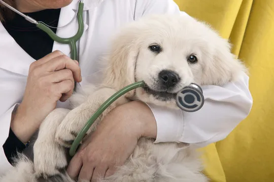 Veterinário de emergência perto de mim