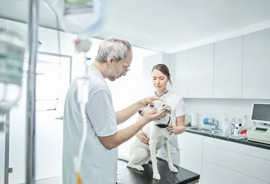 Veterinário perto de mim no Catete