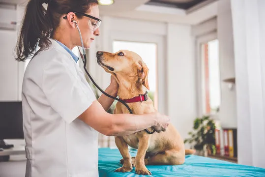 Veterinário perto de mim no Rio de Janeiro