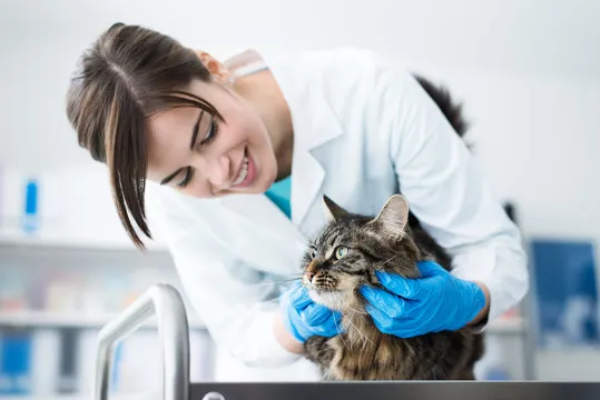 Veterinário próximo a mim