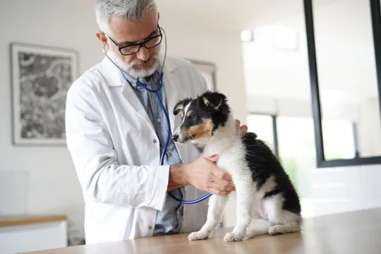 Veterinário próximo a mim no Catete